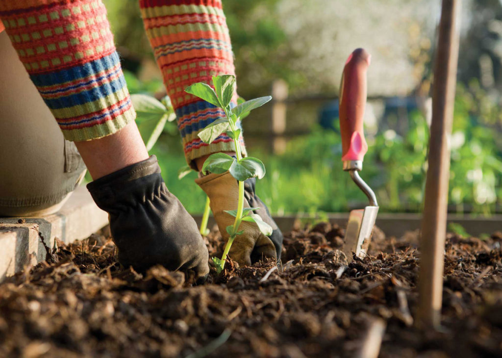 Taking Care of Your Garden 