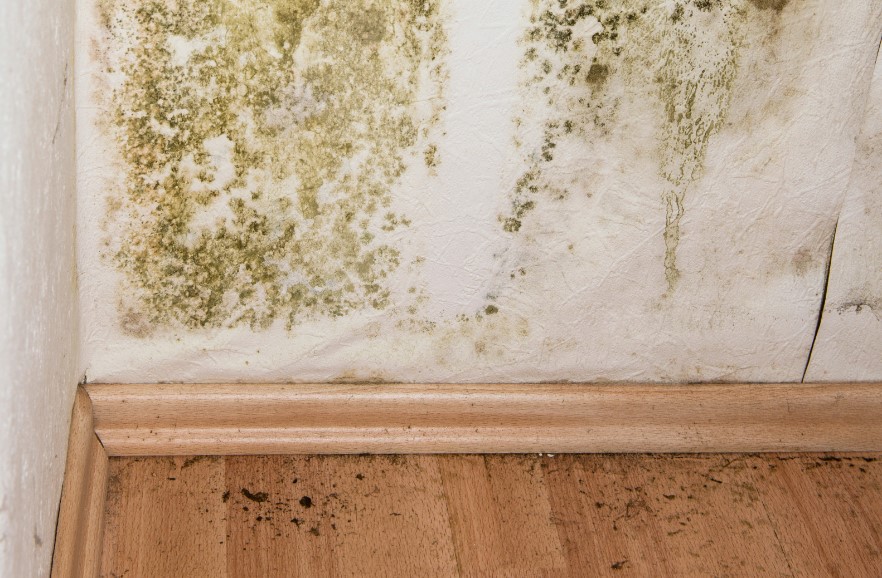 How Much Does Mold Removal Cost?